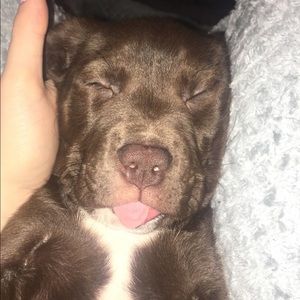 Meet your Posher, Molly